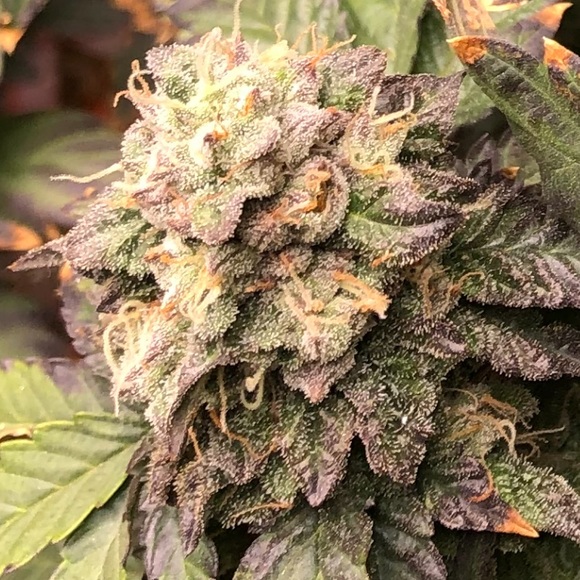 Meet your Posher, Justin - Picture 1 of 1